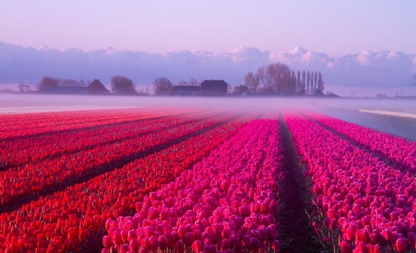 Тюльпановое утро в Северной Голландии.