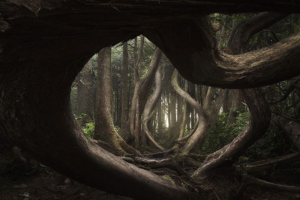 «Извивающийся лес». Автор фото: Adam Gibbs, Канада.