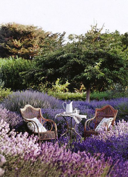 Сады прованса настолько красивы и благородны, что невольно задумываешься: может, рай все-таки существует и находится как раз там На юге Франции 