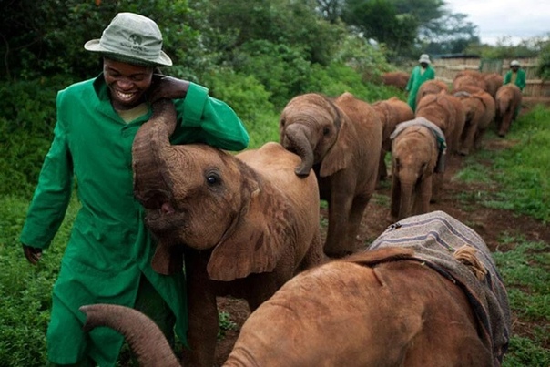Приют для слонят, Кения
