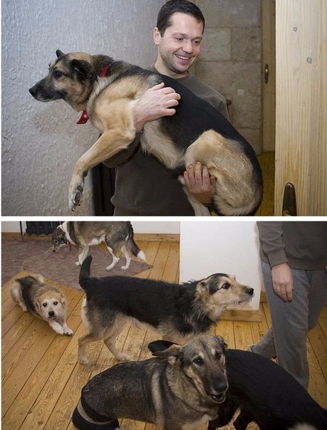 Почти двадцать лет этот мужчина подбирает на улице собак, лечит их и оставляет жить в своем доме. Человечище!!!
