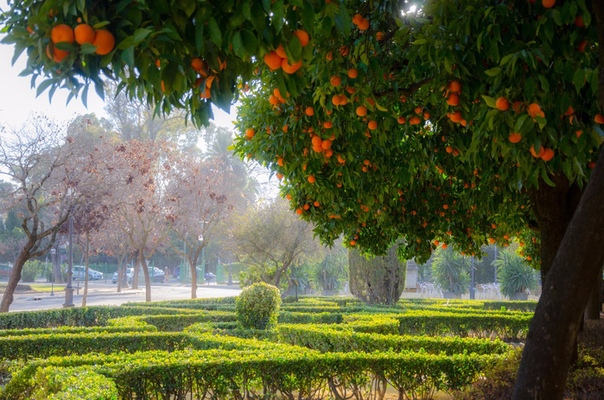 Апельсиновое дерево в парке Андалусии, Испания