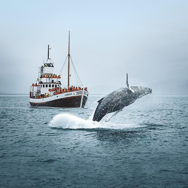 Туристическая фотоохота на китов, у берегов Исландии 
