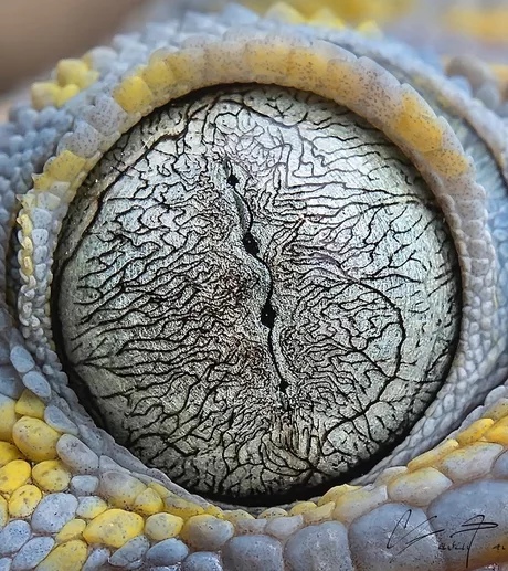 Если никогда не смотрел в глаза токайского геккона, то сейчас тот момент: