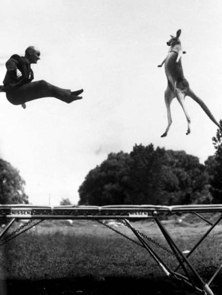 Изобретатель батута американец Джордж Ниссен прыгает на батуте вместе с кенгуру, 1960 год.
