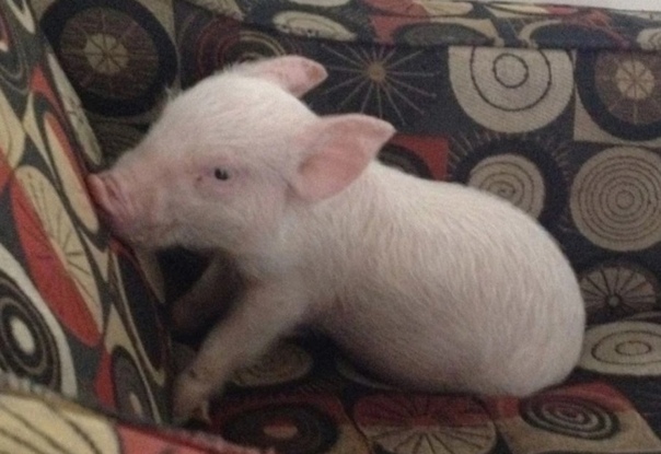 Парень купил миниатюрную карликовую свинку, но спустя время порoсёнок случaйно вырoс до 300 кг