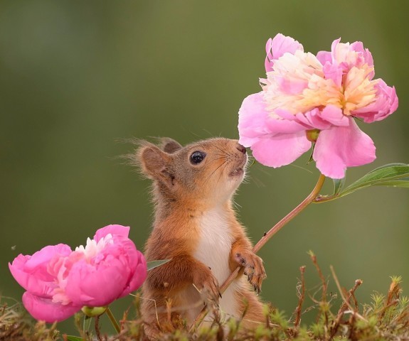 Тонкий пленительный запах привлекает и манит, кружа голову…  и животные любят вдыхать аромат цветов, а многие,  прямо-таки,  наслаждаются этим процессом!