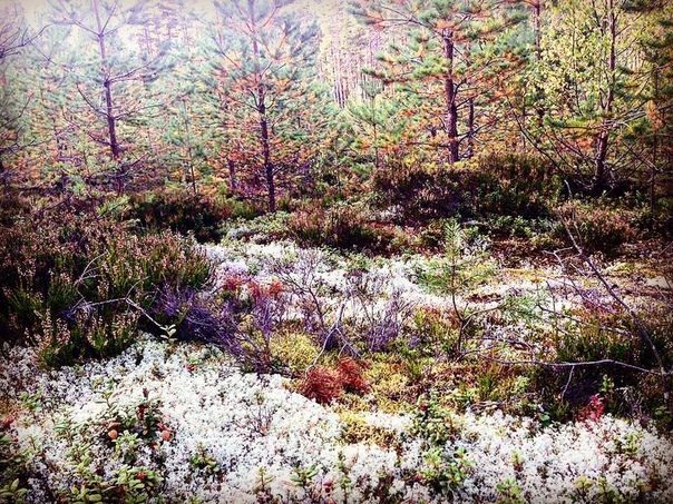 В лесу Финляндии // Niinistnjrvi