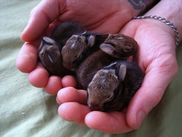 Малыши-зайчата
