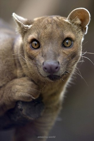 Фоссы - очаровательные хищные млекопитающие острова Мадагаскар.