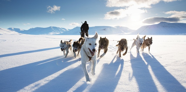 Собачья упряжка, Свальбард, Норвегия.